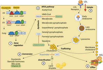 Cholesterol and Its Derivatives: Multifaceted Players in Breast Cancer Progression